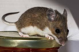 Greensboro Rat Control